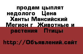 продам цыплят недолого › Цена ­ 130 - Ханты-Мансийский, Мегион г. Животные и растения » Птицы   
